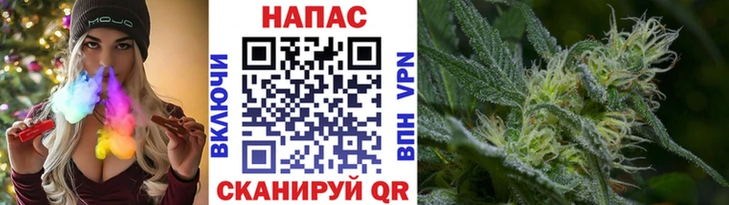 Конопля сатива  хочу   Рошаль 